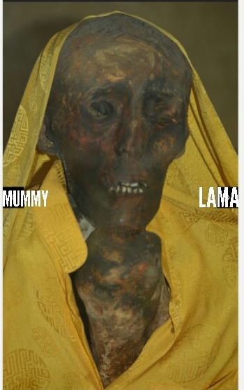 MUMMY LAMA